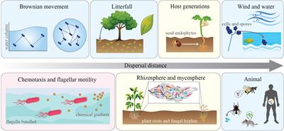 Ecological and Evolutionary Implications of Microbial Dispersal